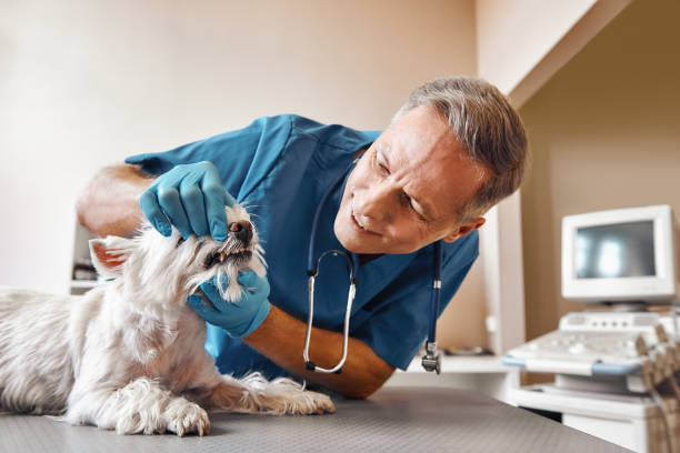 Best Same-Day Emergency Dental Services in Frazier Park, CA